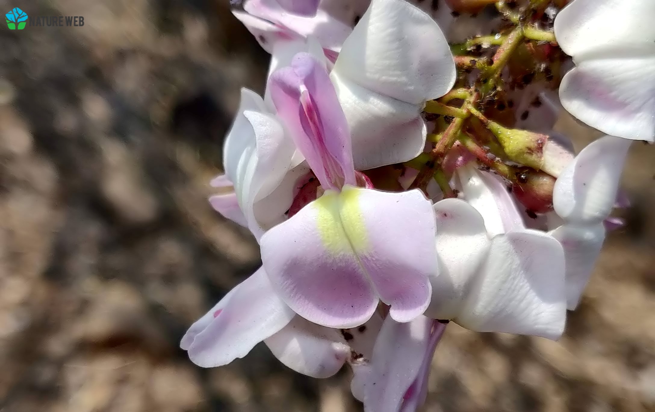 Mexican Lilac